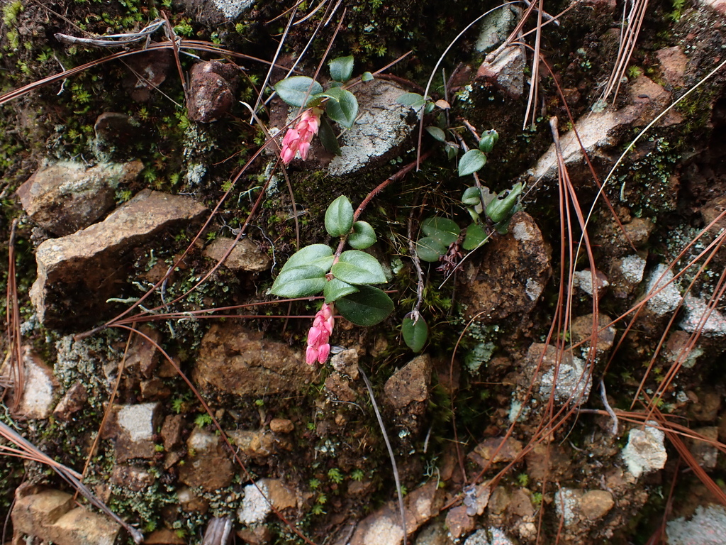 Gaultheria domingensis