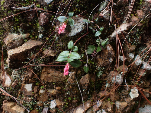 Gaultheria domingensis