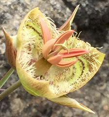 Calochortus tiburonensis