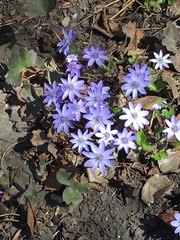 Hepatica transsilvanica