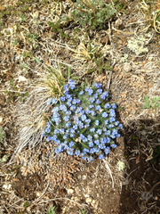 Eritrichium argenteum