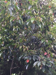 Elaeocarpus serratus