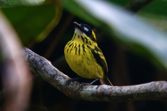 Yellow-Browed Tody-Flycatcher photo 4