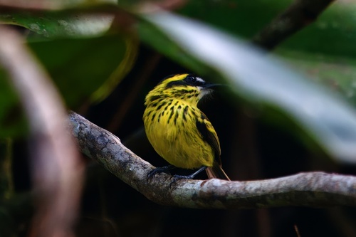 Yellow-browed Tody-Flycatcher