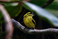 Yellow-Browed Tody-Flycatcher photo 3