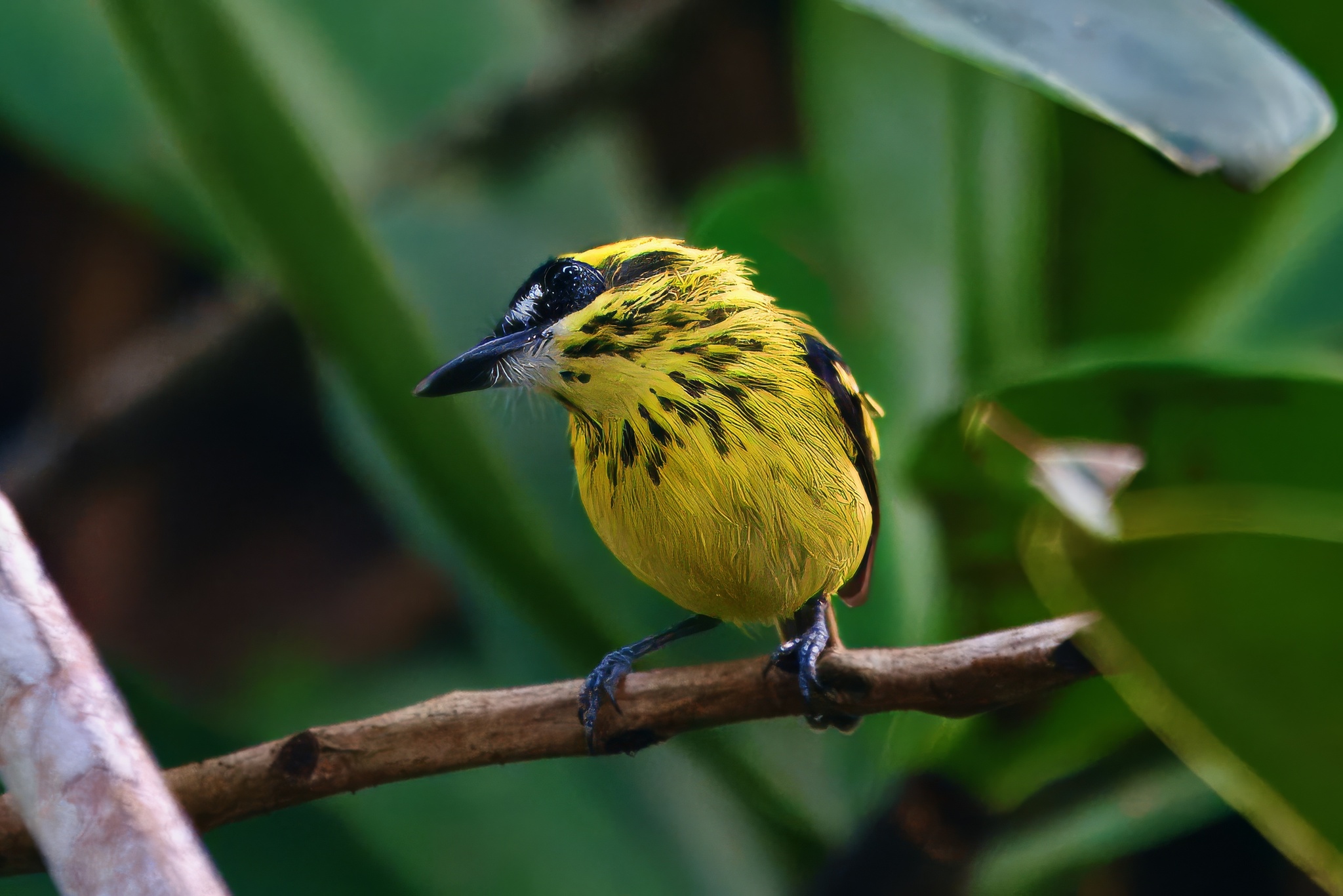 Yellow-browed Tody-Flycatcher illustration