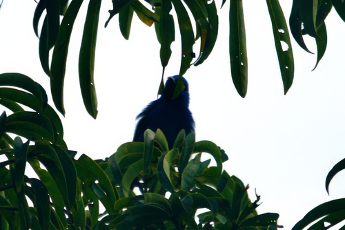 Plum-throated Cotinga (Cotinga maynana), photo 8