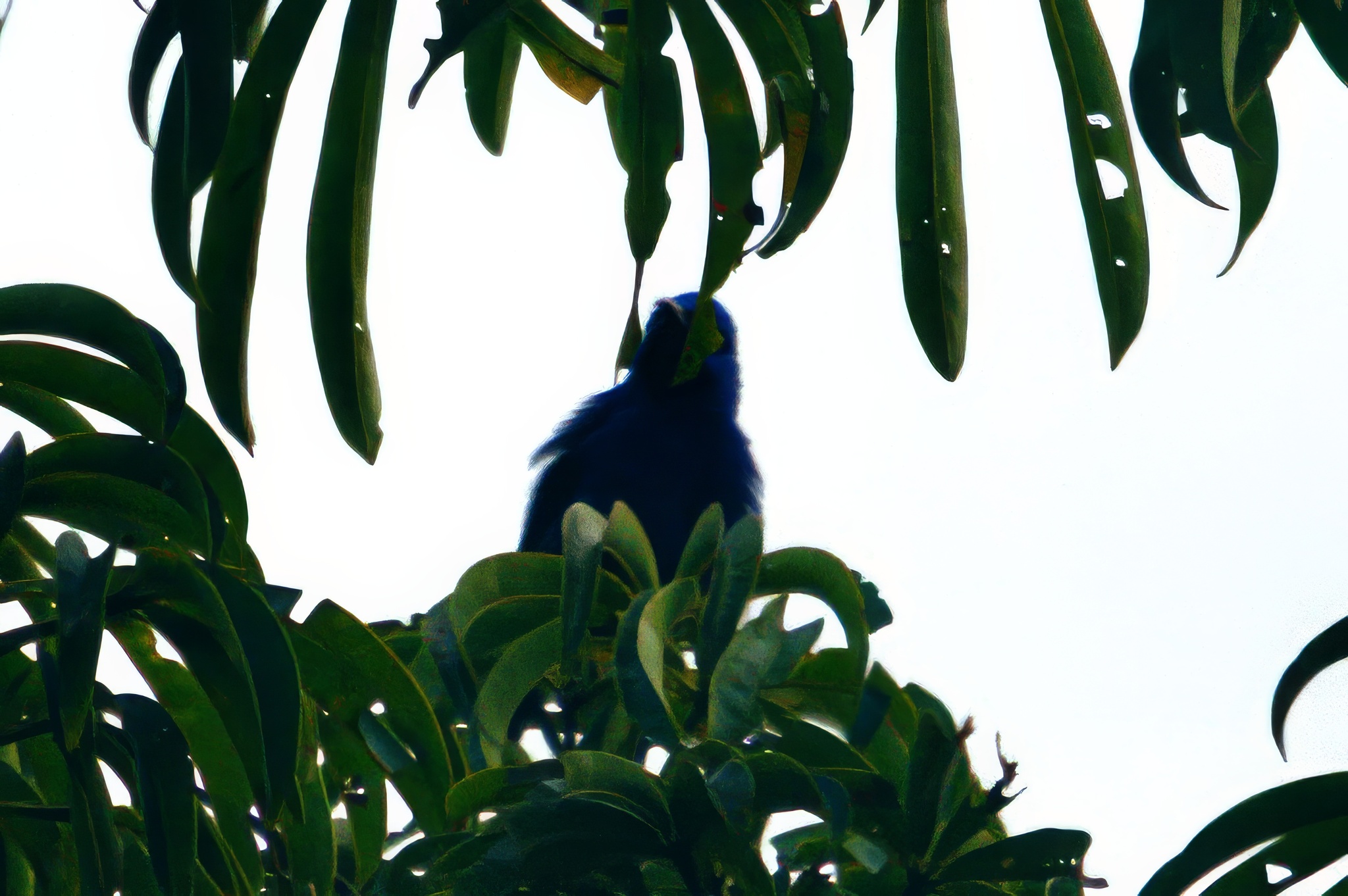 Plum-throated Cotinga (Cotinga maynana), photo 7
