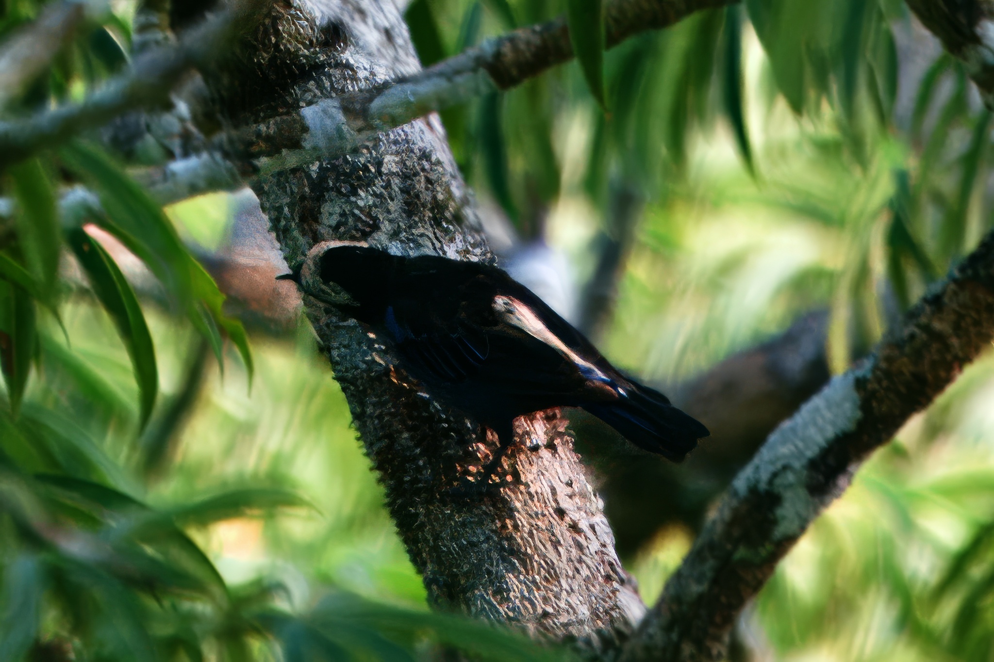 Opal-crowned Tanager (Tangara callophrys), photo 4