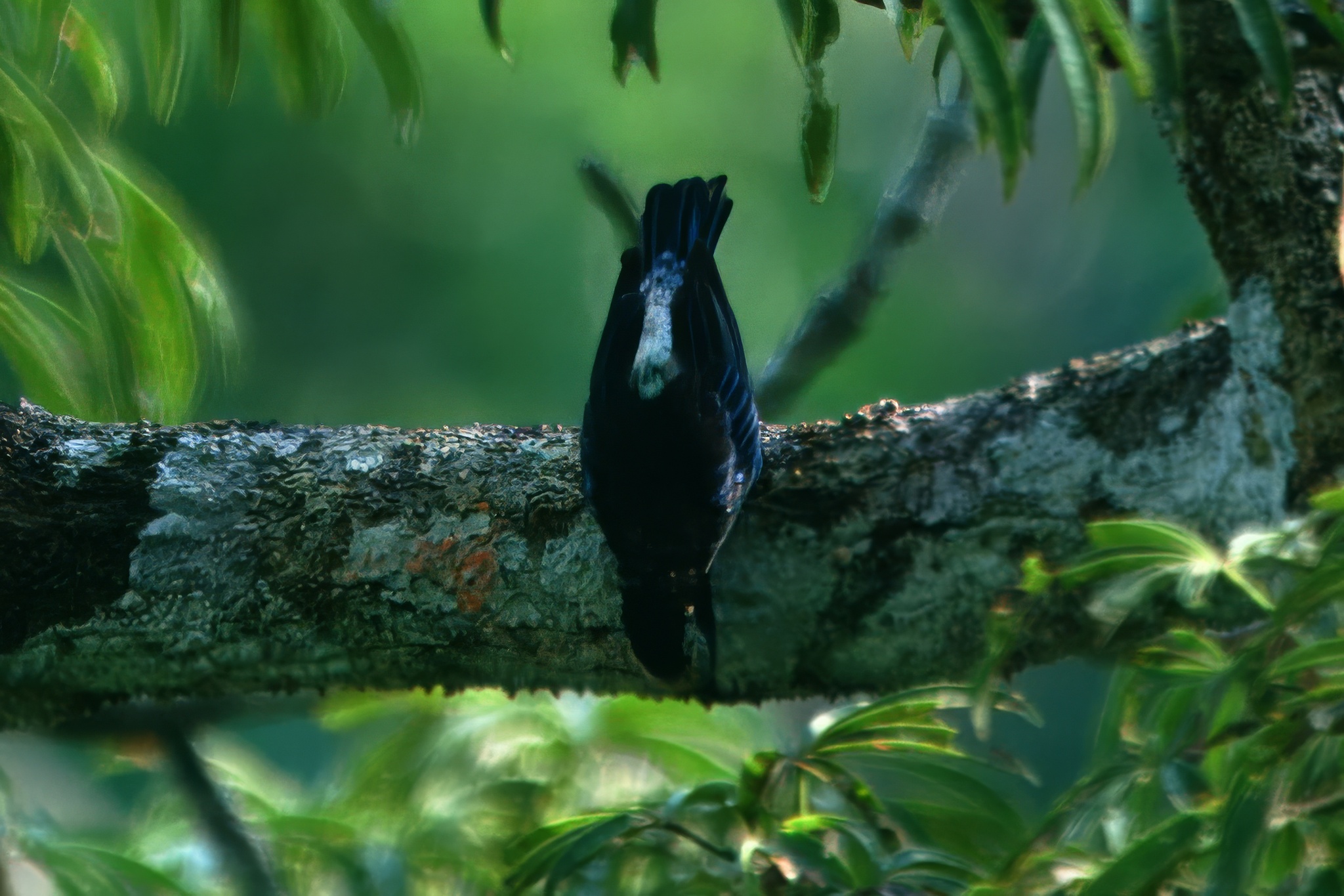 Opal-crowned Tanager (Tangara callophrys), photo 5