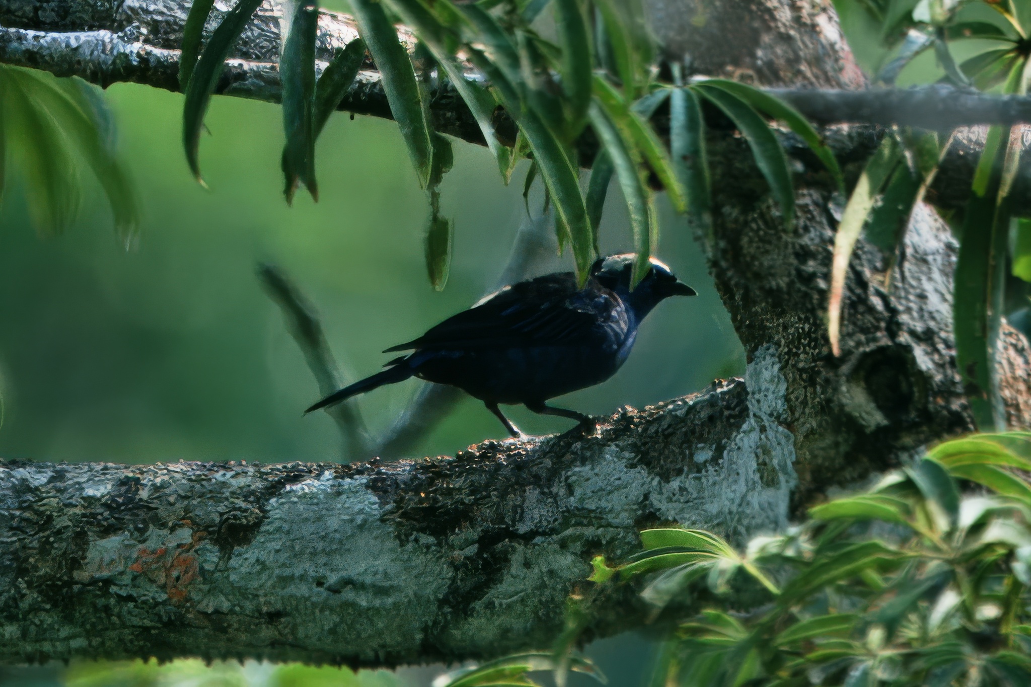 Opal-crowned Tanager (Tangara callophrys), photo 6