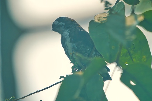 White-browed Purpletuft (Iodopleura isabellae), photo 5