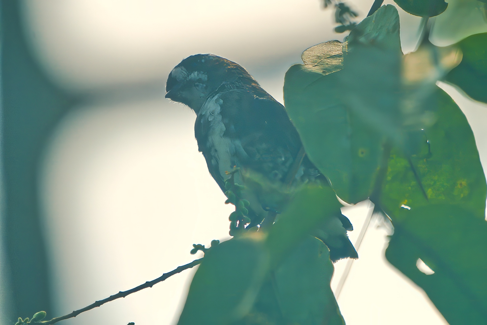 White-browed Purpletuft (Iodopleura isabellae), photo 6