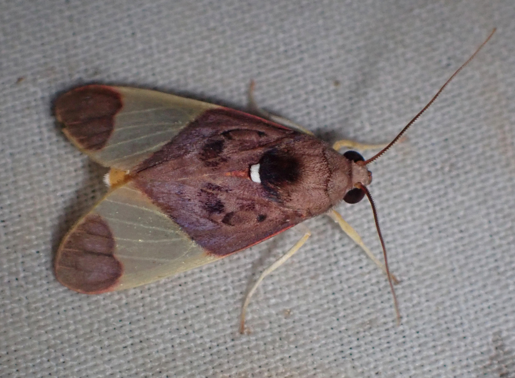 Trichromia purpureotincta