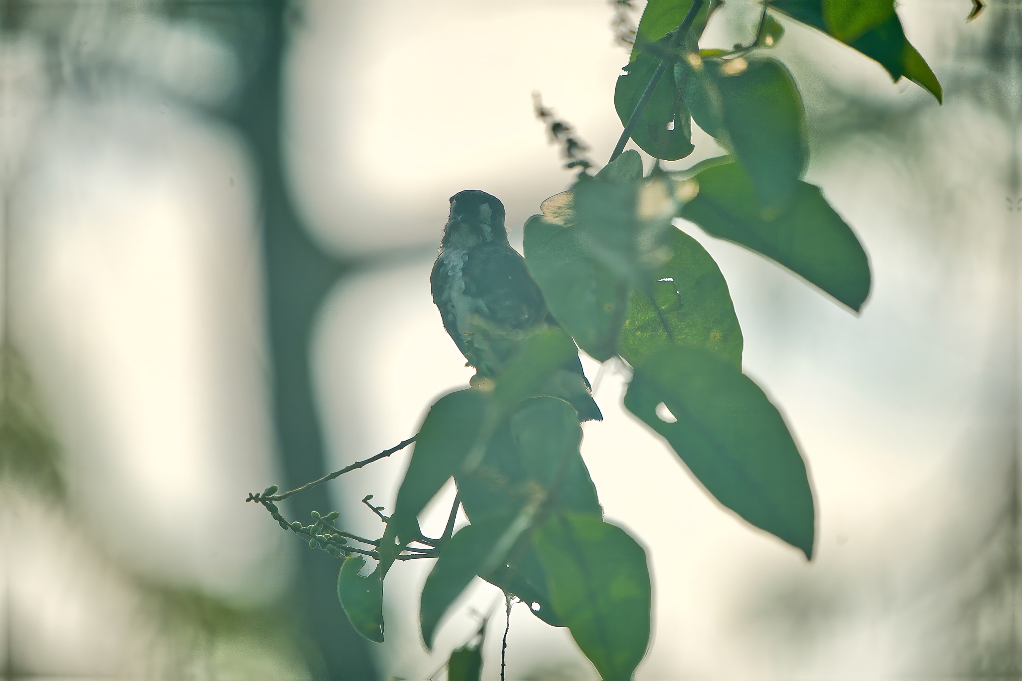 White-browed Purpletuft (Iodopleura isabellae), photo 7