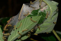 Archips rileyana