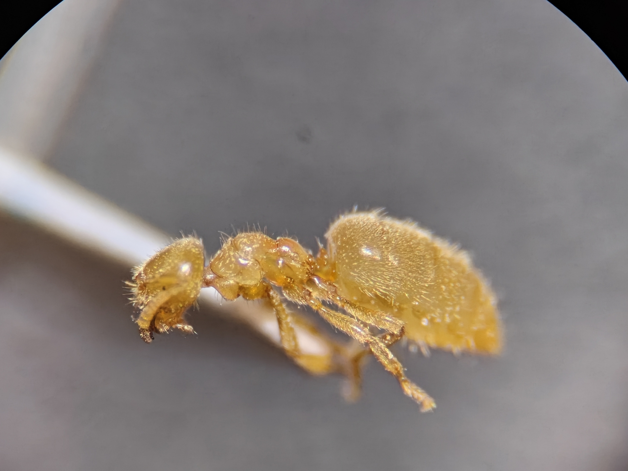 Acropyga goeldii
