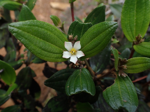 Subspecies Miconia macrocarpa macrocarpa · iNaturalist