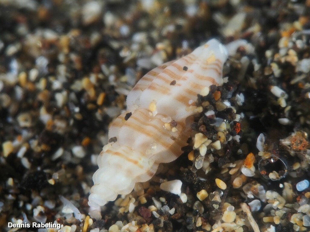 Smithiella