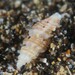 Smithiella costulata - Photo 由 Dennis Rabeling 所上傳的 (c) Dennis Rabeling，保留部份權利CC BY-NC-ND