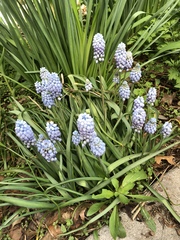 Muscari armeniacum