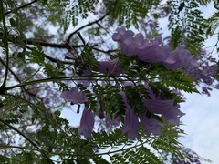 Jacarandeae