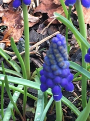 Muscari armeniacum