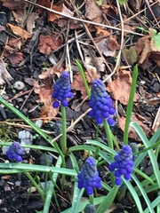 Muscari armeniacum