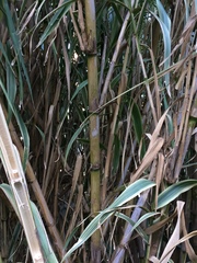 Arundo donax versicolor