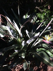 Strelitzia reginae reginae