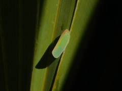 Ormenaria rufifascia