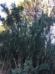 Arundo donax versicolor