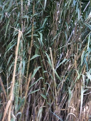 Arundo donax versicolor