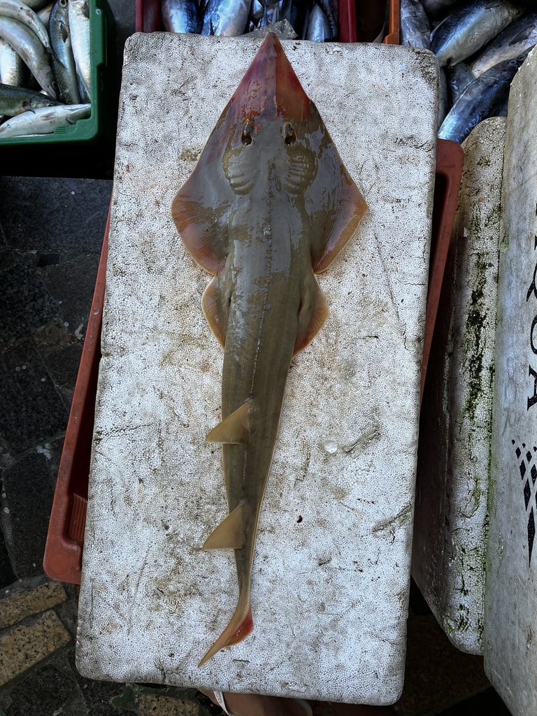 Brazilian Guitarfish