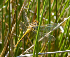 Sympetrum madidum