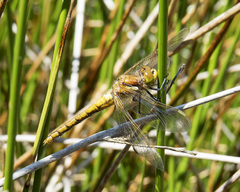 Sympetrum madidum