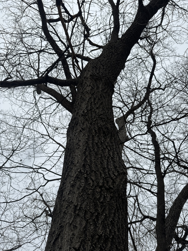 northern-pin-oak-from-wood-lake-nature-center-richfield-mn-us-on