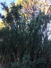 Arundo donax versicolor