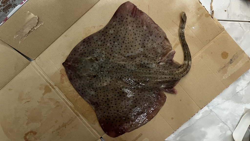 Spotback Skate