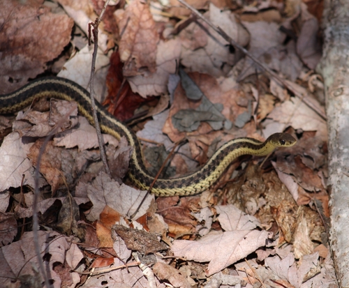 Eastern Garter Snake photographed in Rhode Island