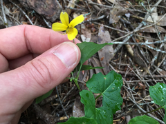 Viola lobata