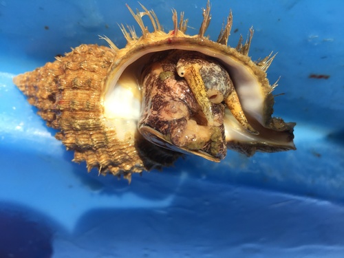 Oregon Hairy Triton Snail