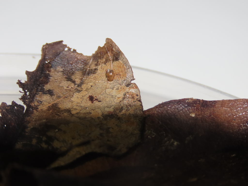 Hydrocena gutta