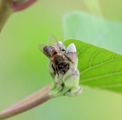Apis mellifera unicolor