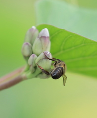 Apis mellifera unicolor