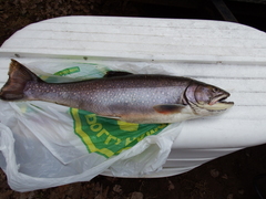 Salvelinus fontinalis image