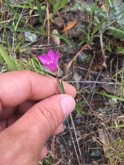 Clarkia gracilis gracilis