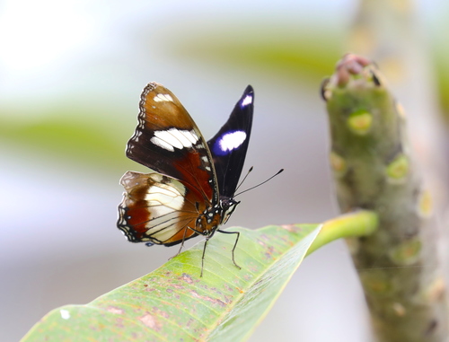 Danaid Eggfly
