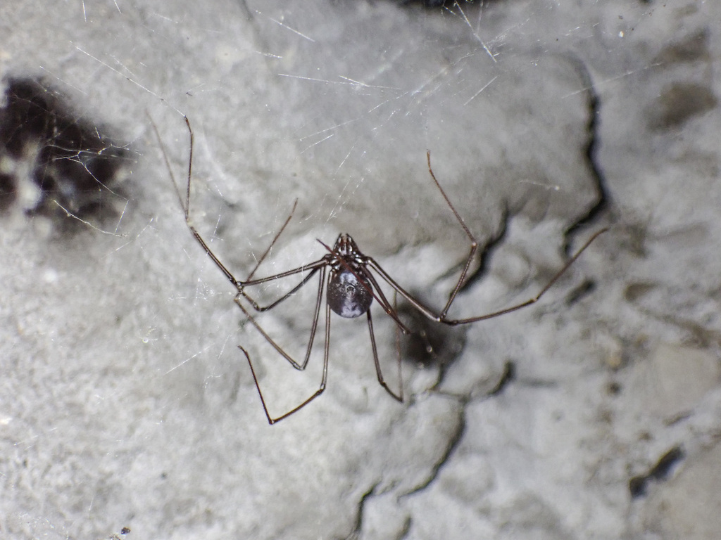 Peninsula False-Violin Spider from Six Moles Cave, Clovelly Kop, Kalk ...