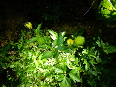 Ranunculus cantoniensis